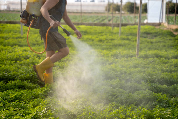 Best Mosquito Control Services  in Old Stine, CA