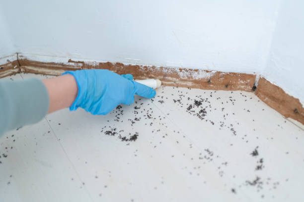 Best Best Pest Control Companies  in Old Stine, CA